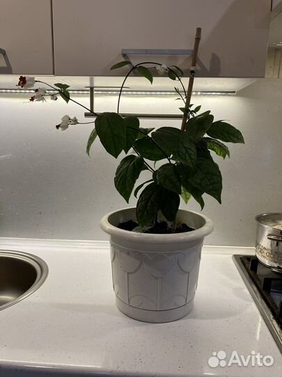 Клеродендрум томпсон