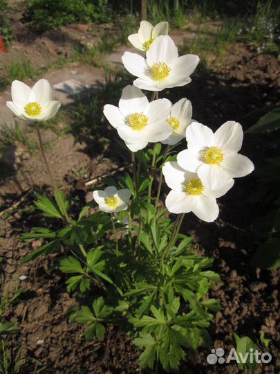 Многолетние растения для сада