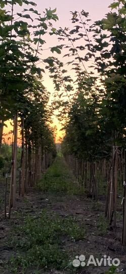 Клен остролистный