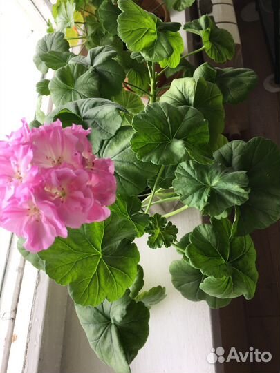 Пеларгония сортовая Пармское небо