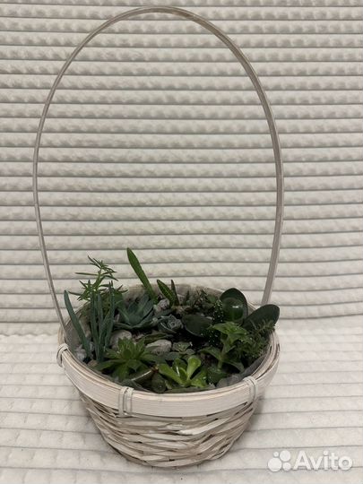 Флорариум суккуленты