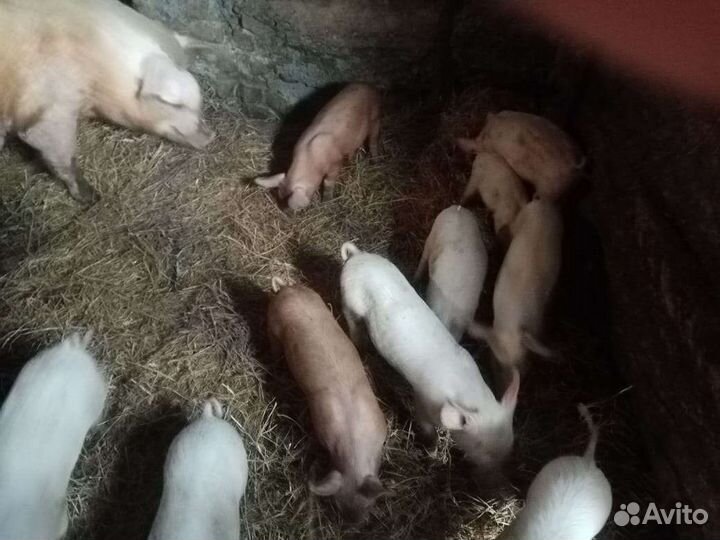 Поросята
