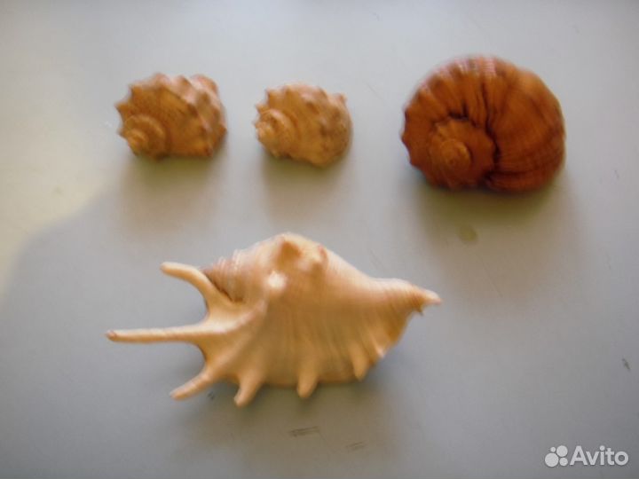 Морские ракушки