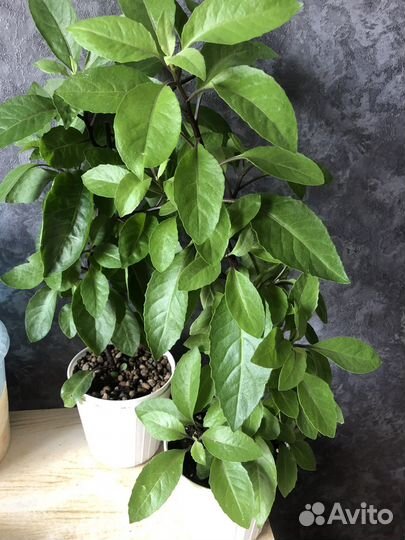 Ждинура лечебное растение