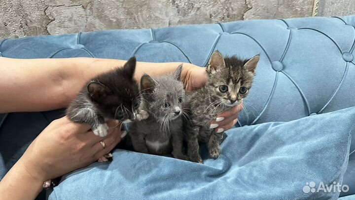 Котятам 1,5 месяца,кушают сами,игривые