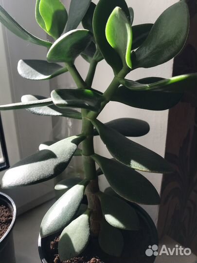 Крассула толстянка Денежное дерево