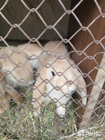 Кролики породы французский баран