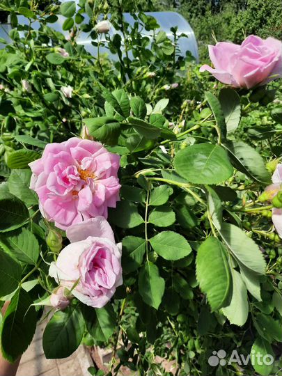 Канадская роза парковая Свит Аделин(Sweet Adelin)