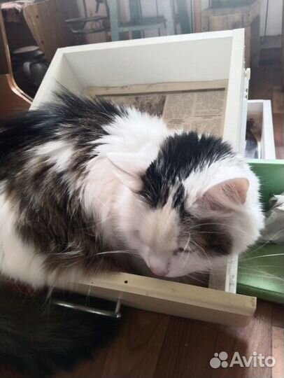 Отдам кота в добрые руки
