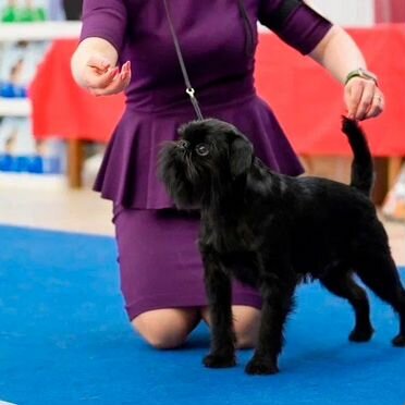 Бельгийский гриффон, взрослый пёс