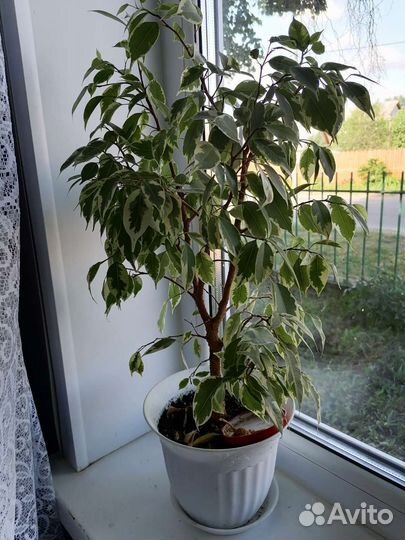 Комнатные цветы