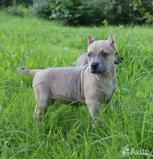 Щенки прайтера