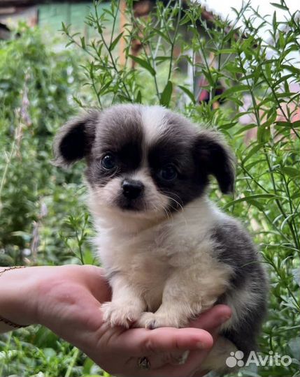 Мальчики - длинники