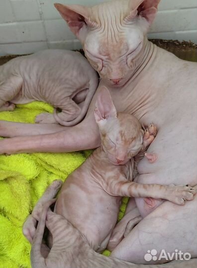 Донской сфинкс котята