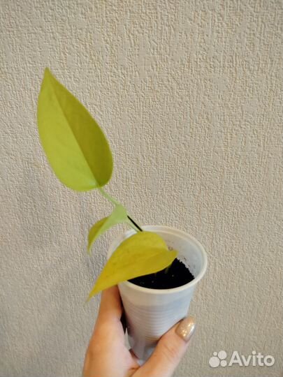 Сциндапсусы/эпипремнумы разные сорта