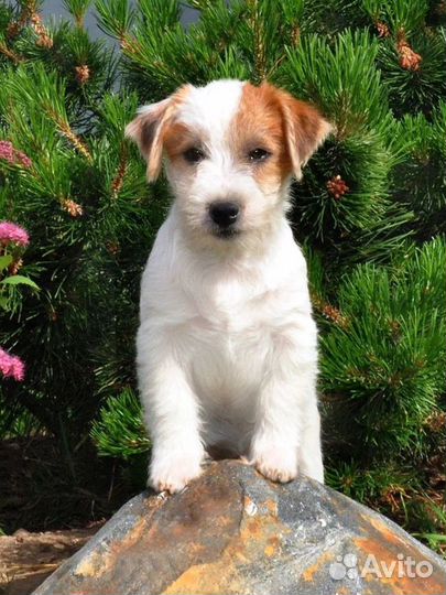 Щенки джек рассел терьер