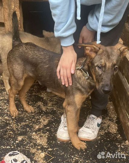 Кобель щенок на охрану