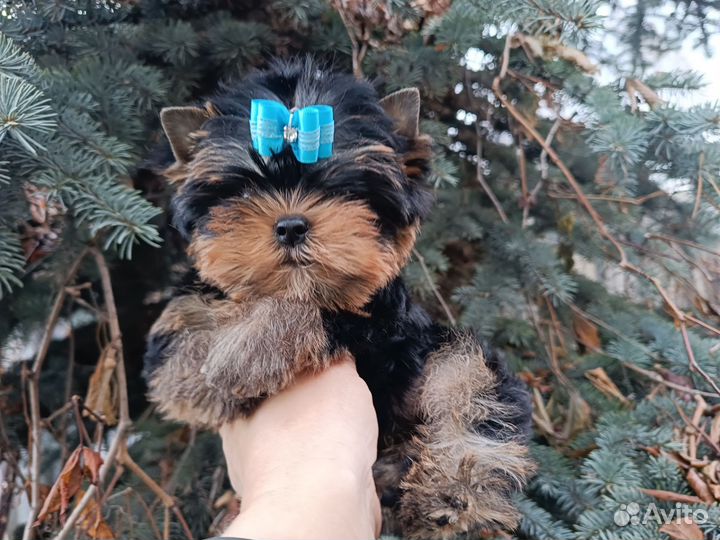 Мини мальчик. Беби фейс. Документы