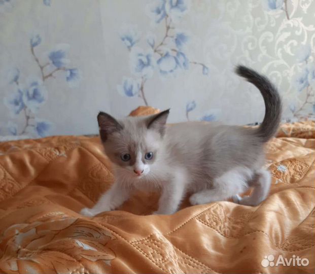 Сиамская кошка
