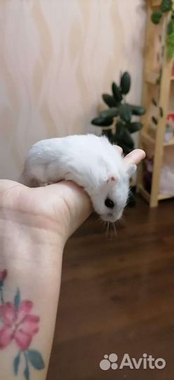 Джунгарский хомяк