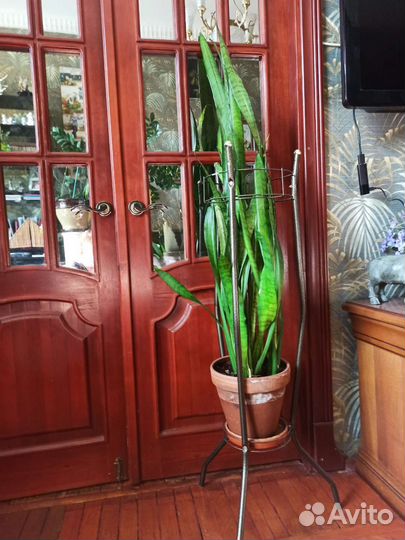 Сансевиерия щучий хвост