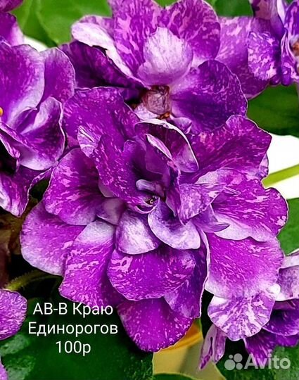 Фиалки укорененные листы новинки