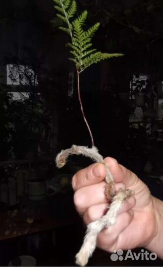 Папоротник Давалия заячьи лапки