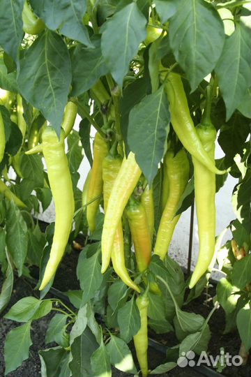 Рассада острого перца - сорт Харакири