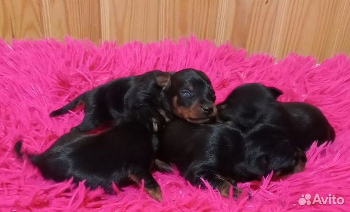 Цвергпинчер