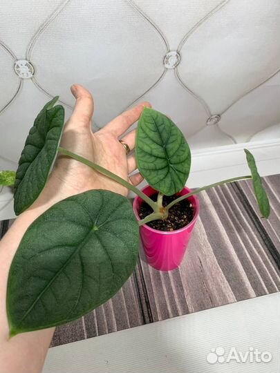 Мэло алоказия