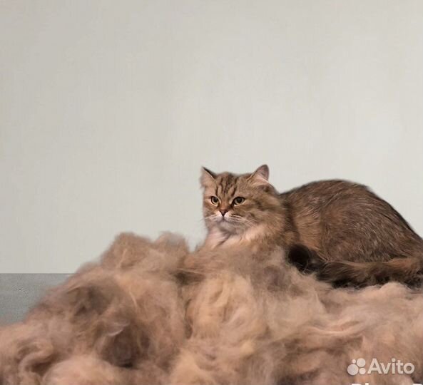 Стрижка собак и кошек