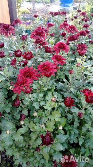 Хризантема