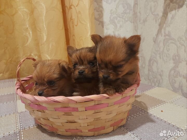 Маленькие собачки