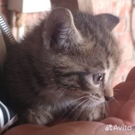 Котята в добрые руки даром