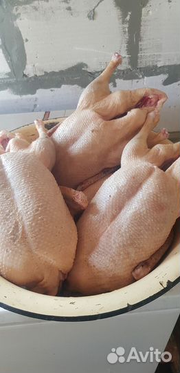 Мясо утиные, куриное, гусиное