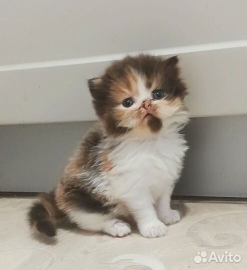 Шотландская кошечка
