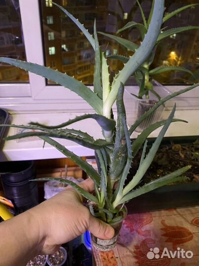 Алоэ древовидное два вида