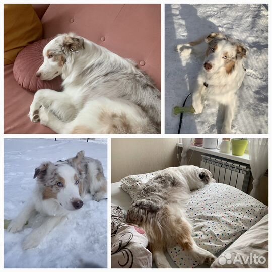 Выгул собак, Зооняня