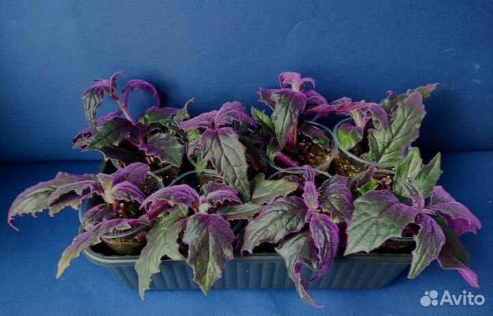 Фиолетовое счастье (Гинура)