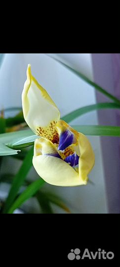 Неомарика- ирис