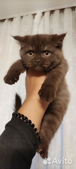 Шотландская кошка