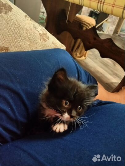 Кошка в дар