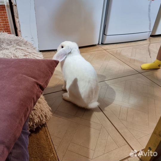 Кролик баран вислоухий