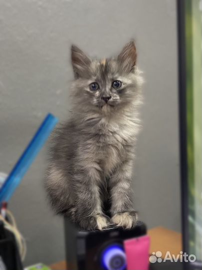 Кошечка