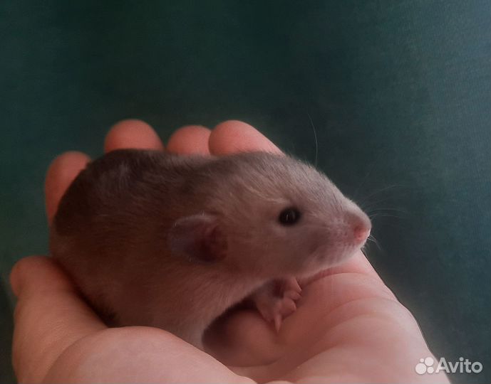 Шоколадки