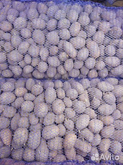 Семенной картофель 1 репродукция