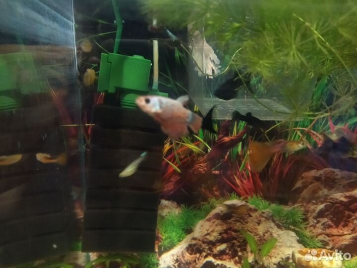 Разная рыба возможна доставка в Липецк или Грязи