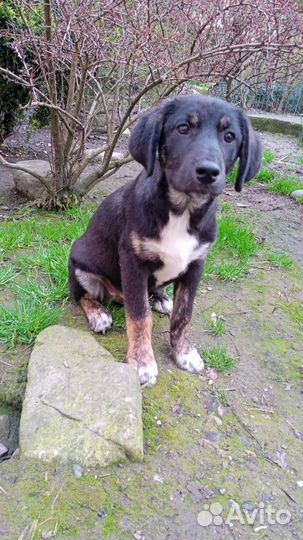 Щенки в добрые руки