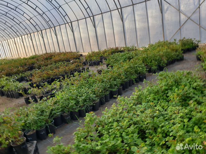 Саженцы роз зкс и окс