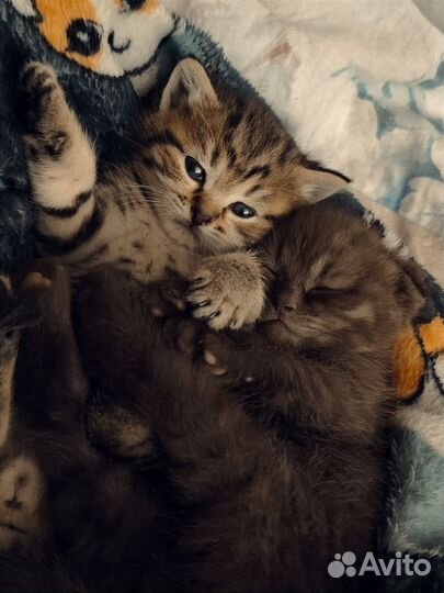 Шотландские котята